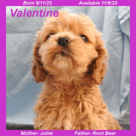 puppy, for, sale, Cocker Spaniel, Joe & Cherri  Overlease, dog, breeder, Miller, MO, dog-breeder, puppy-for-sale, forsale, nearby, find, puppyfind, locator, puppylocator, aca